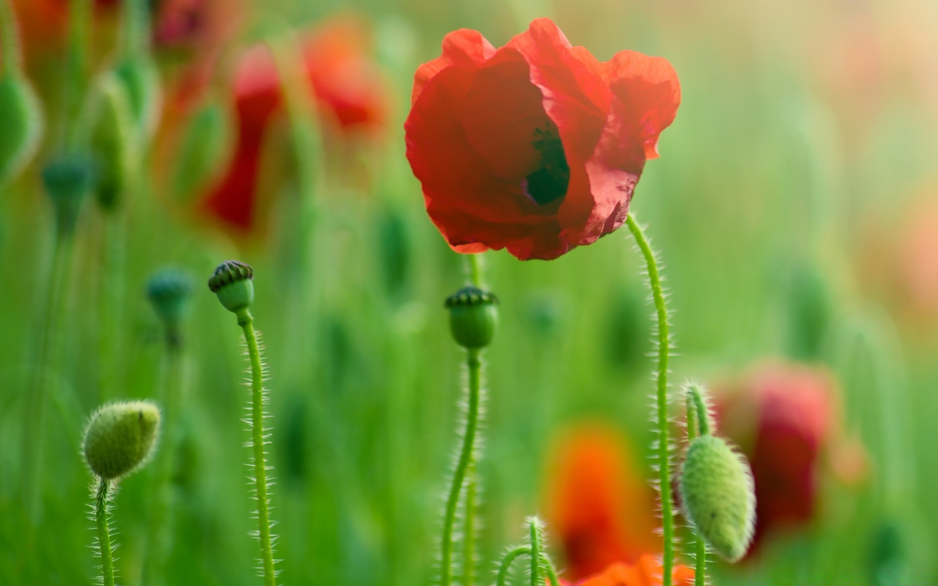 flowers nature flower poppy flora summer leaf field growth garden bright outdoors grass fair weather floral color wild blur petal blooming