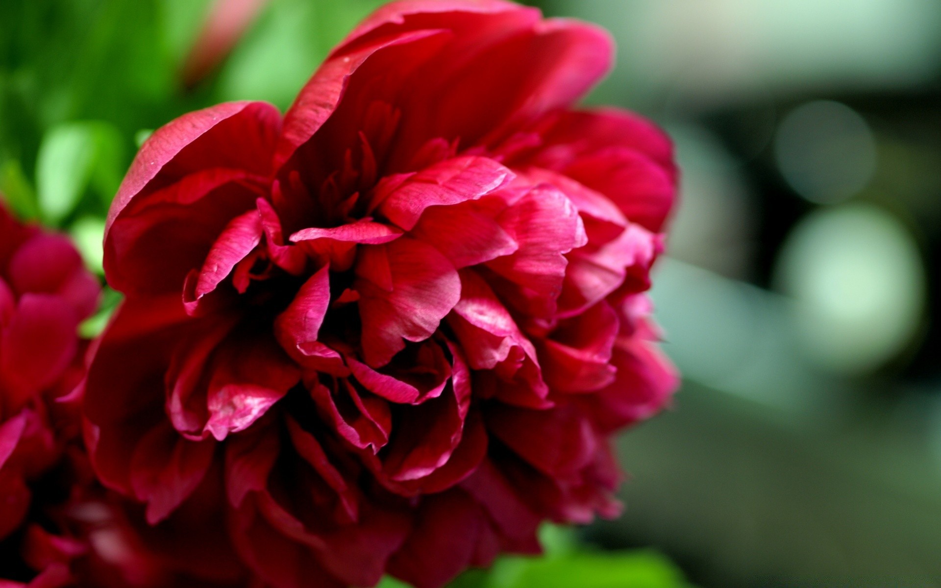 flores flor naturaleza flora jardín rosa hoja pétalo amor verano bluming floral color hermoso