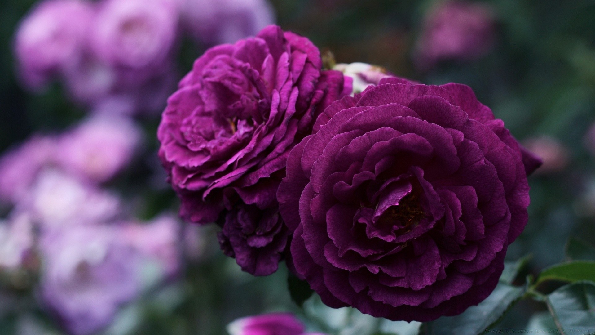 fleurs fleur nature flore jardin rose feuille été pétale bluming floral couleur pivoine bouquet amour