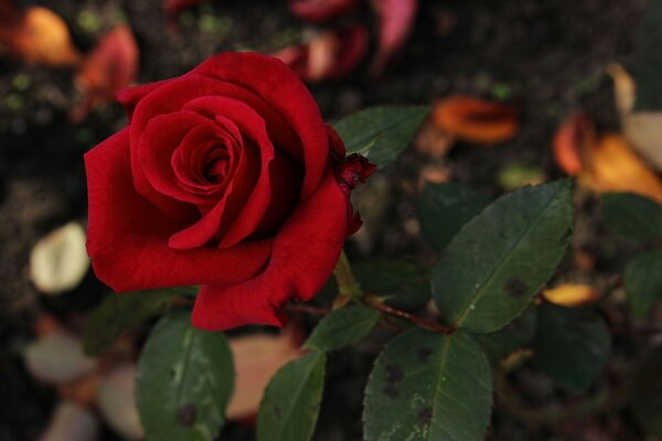 Rose flower close-up