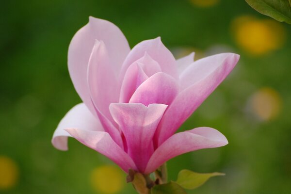 Opening pink flower in nature