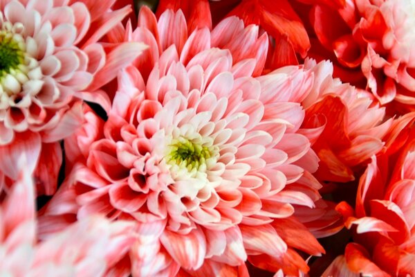 Flores cor-de-rosa. Bouquet de presente