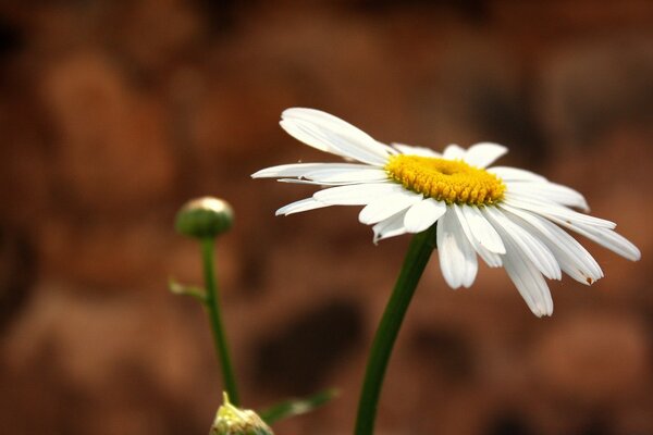 A beautiful single daisy with a bud on a brown background