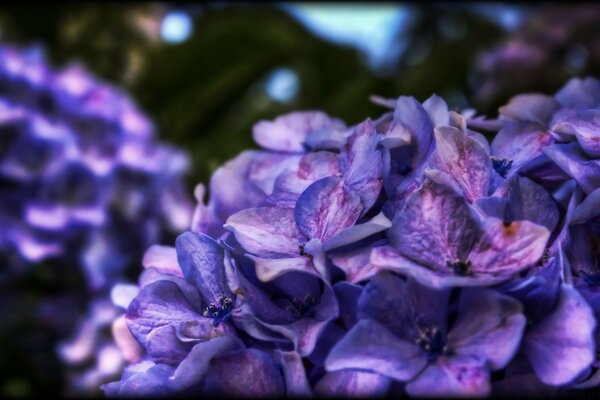 Blue-lilac flowers on a dark background