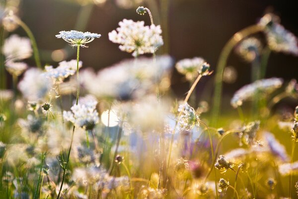 Herbaceous plants in summer in nature