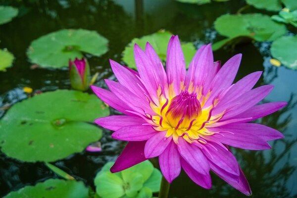 The divine color of the lotus flower