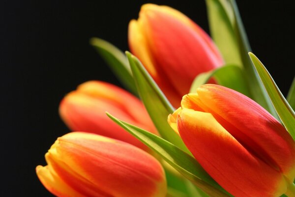 Tulips on a dark background. Easter