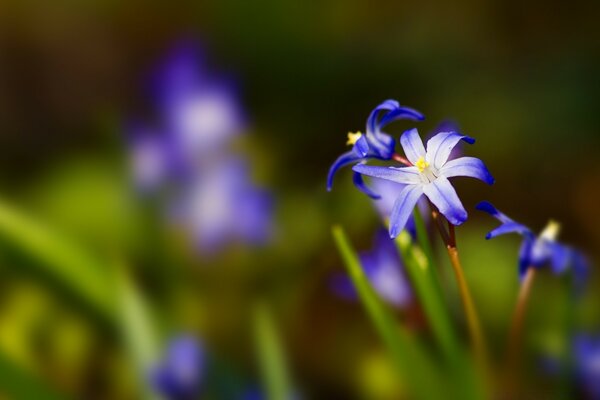 Pequena flor azul delicada