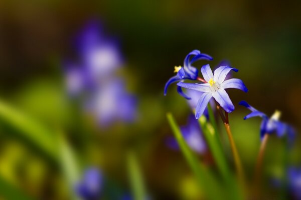 Маленький нежный синий цветочек