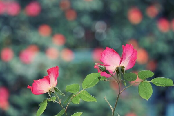 Ternura rosa en el mundo del universo