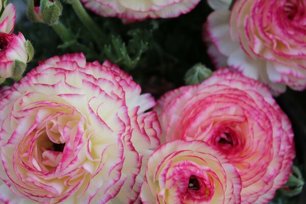 Schöne Rosen von der Natur geschaffen