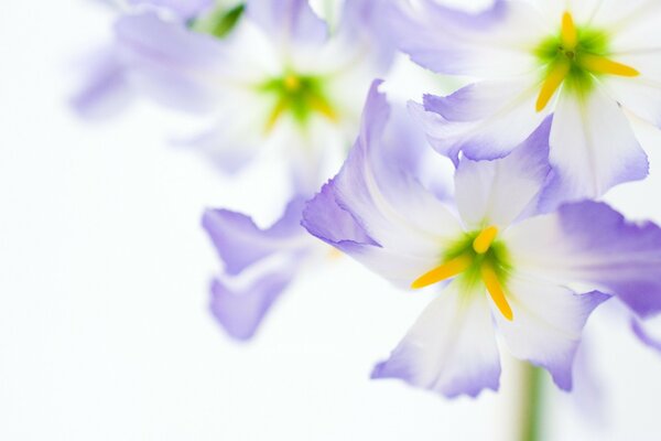 Blooming. Schöne Blumen auf weißem Hintergrund