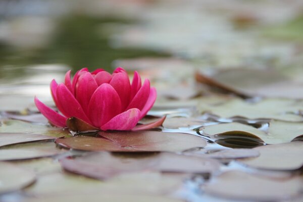 A crimson flower. Beautiful nature