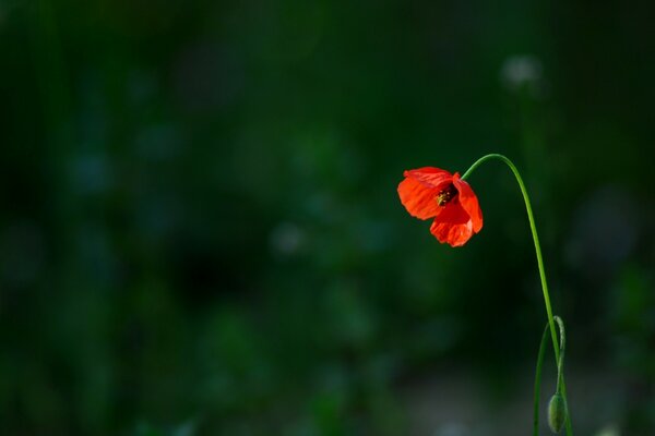 Single Scarlet Poppy flower