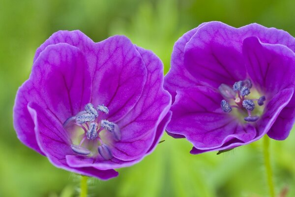 Purple flowers. Buds. Nature