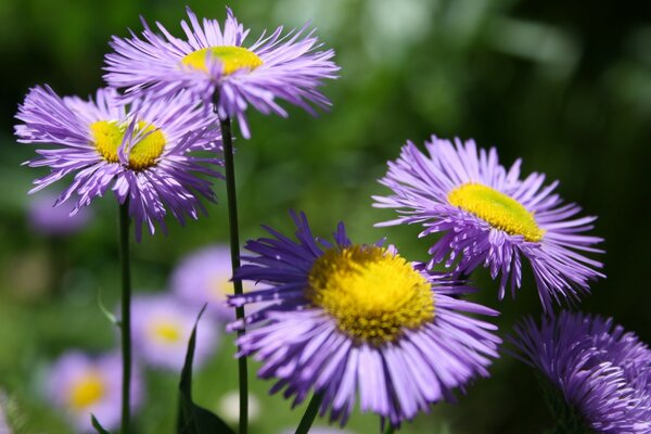 Der Sommer hat Schönheit in Blumen geschenkt