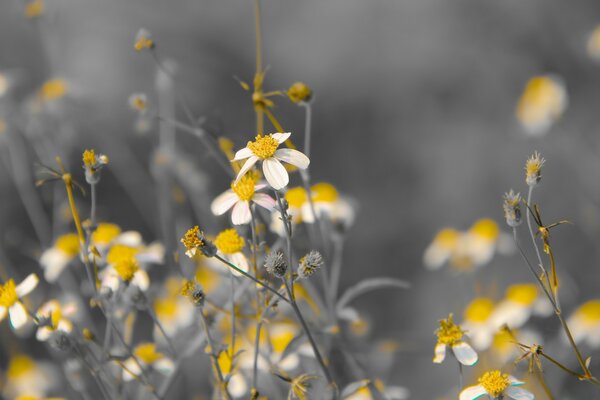 Der Geruch des Sommers in den Wiesenblumen