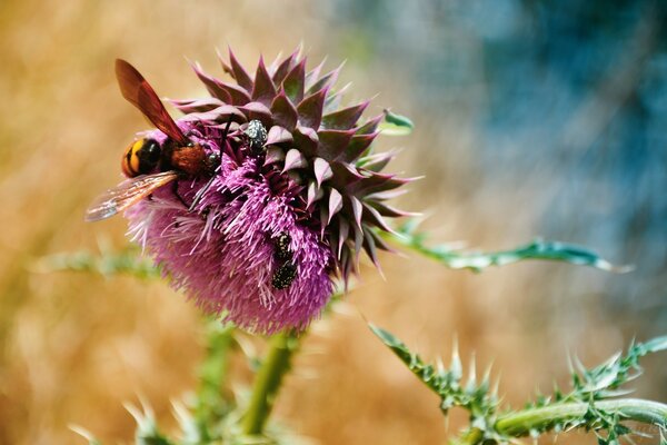 A bee is sitting on a burdock flower