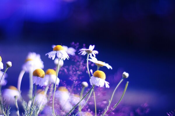 White daisies on a purple background