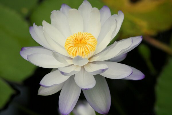 Lotus matin tendre en été