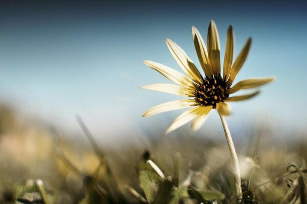 Раскрытый бледный цветок в поле