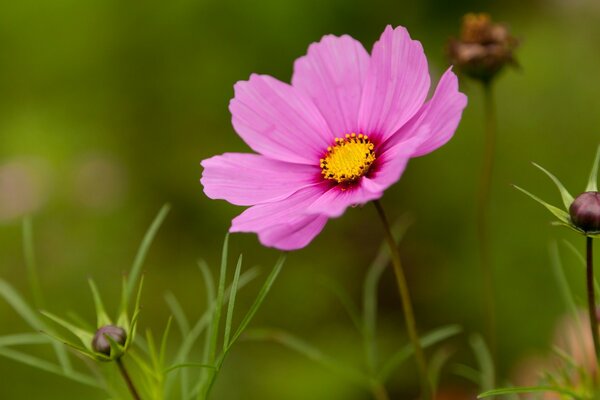 Sommer Wiese rosa Blume