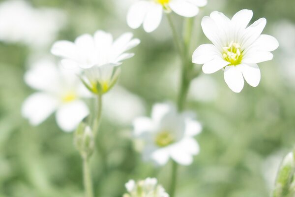 Marguerites blanches mignonnes et sincères