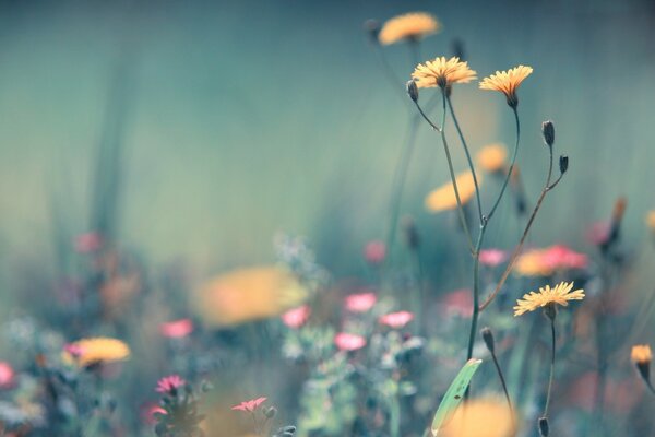 Wildblumen im Morgengrauen