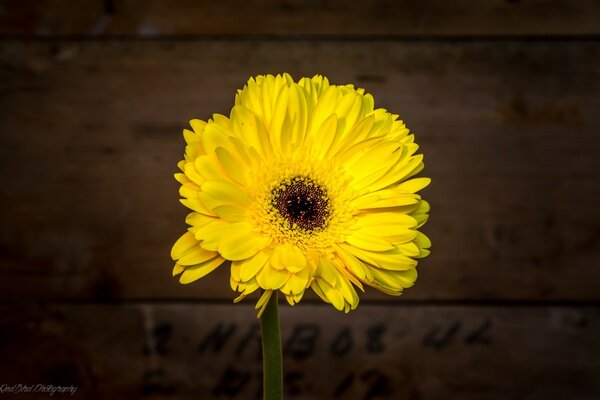 Gelbe Blume auf dunklem Hintergrund