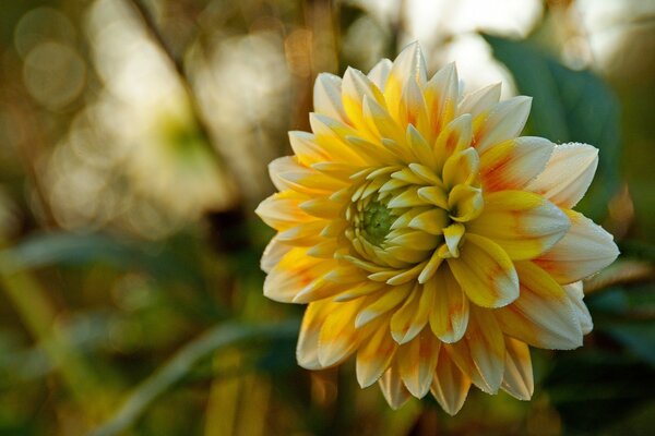 Linda flor branca amarela