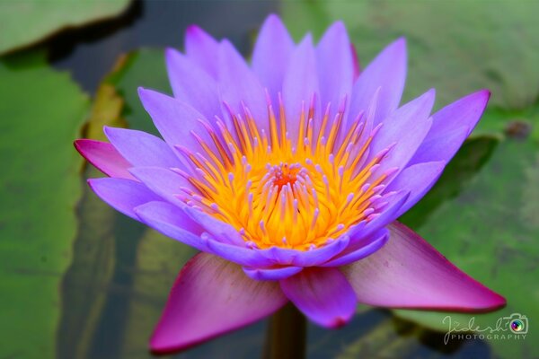 Flor de loto. Foto de nenúfares en el agua