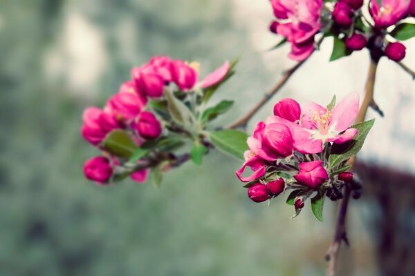 Die Blüten eines Apfelbaums sind von ungewöhnlicher leuchtender rosa Farbe