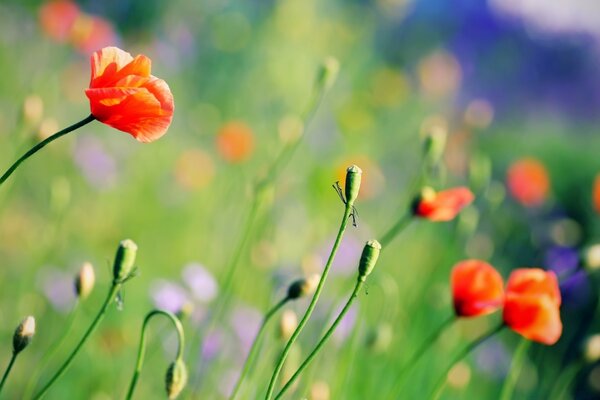 Poppy field. Living plants