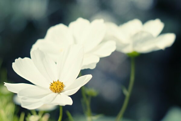 Bellissimi fiori selvatici bianchi come la neve