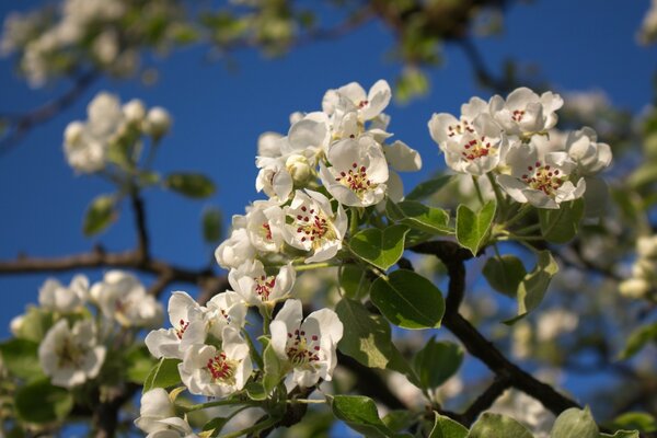 A blooming tree in the blue sky