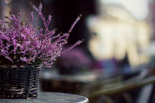 Сиреневые цветы в корзинке на столе