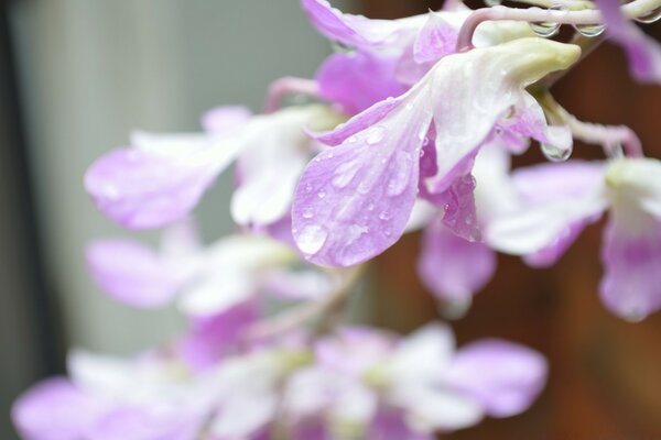 Flowers. Dew. Nature. Plants