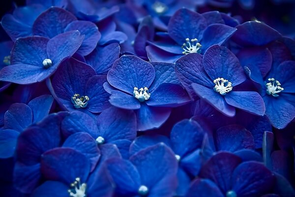 Flores azules brillantes. Hermosa naturaleza