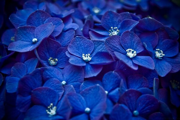 Blue flowers. Bouquet. Art