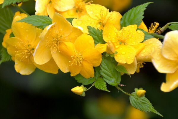 Gelbe Blumen. Gartenpflanze