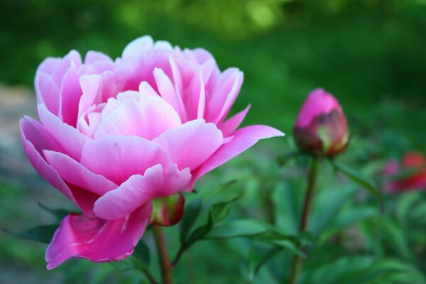 Blühende rosa Pfingstrose mit Knospe auf grünem Hintergrund