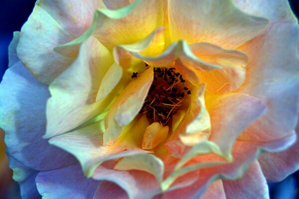 Foto del capullo de la flor blanca para el Escritorio