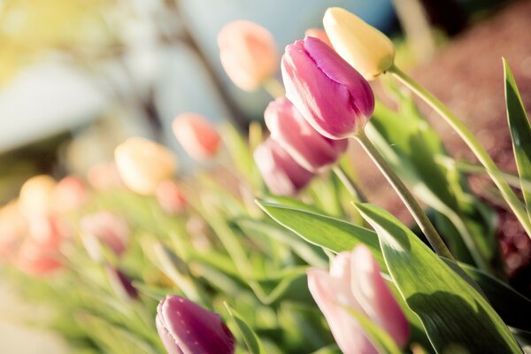 Tulpen. Blumenbeet. Unschärfe. Die Blumen