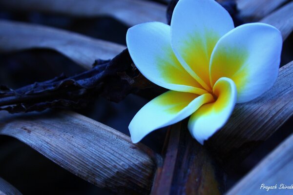 Yellow-white flower. Beauty. Nature