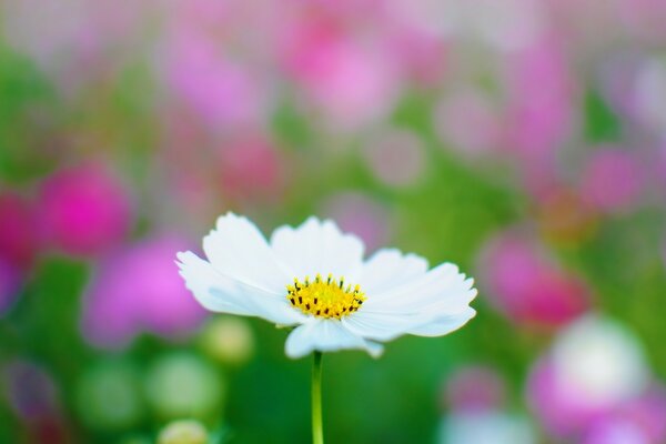 Flor. Campo de flores. Desenfoque