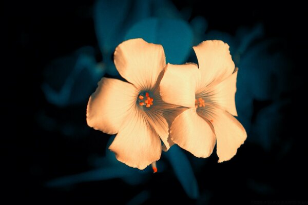 Fleurs jaunes sur fond sombre