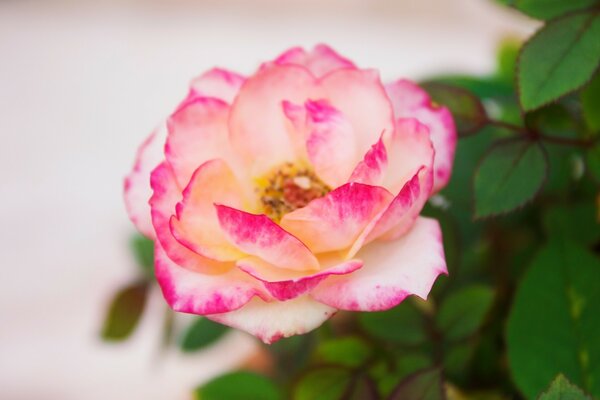 Weiße Rosenblätter mit rosa Spitzen und grünem Laub