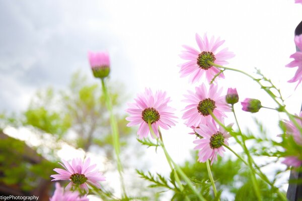 Rosa Wildblumen auf Himmelshintergrund