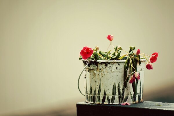 Cubo de flores sobre fondo blanco