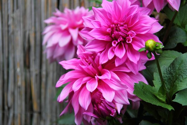 Fotografia de flores. Botões rosa brilhante